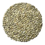 Bajra