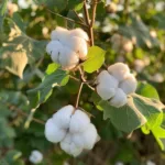 Cotton