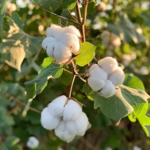 Cotton